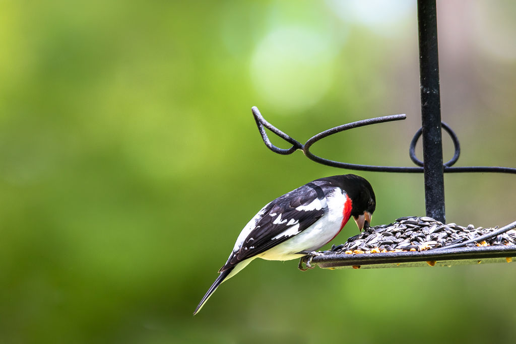 Backyard Birds NH-1911.jpg